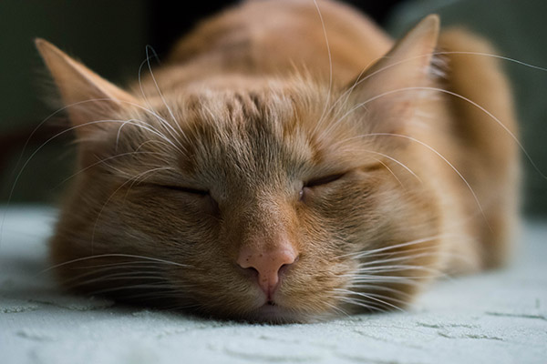 cat napping